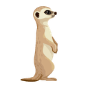 meerkat